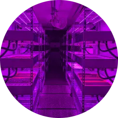 Indoor Vertical Farming