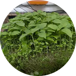 Harvest at Peak Nutrition